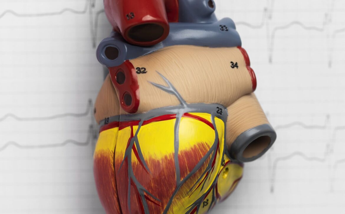 view-anatomical-human-heart-model (1)