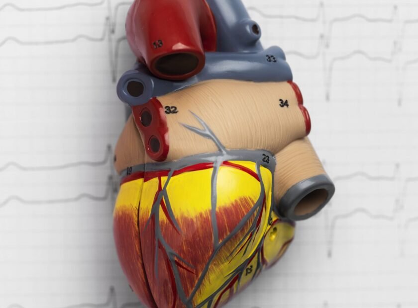 view-anatomical-human-heart-model (1)