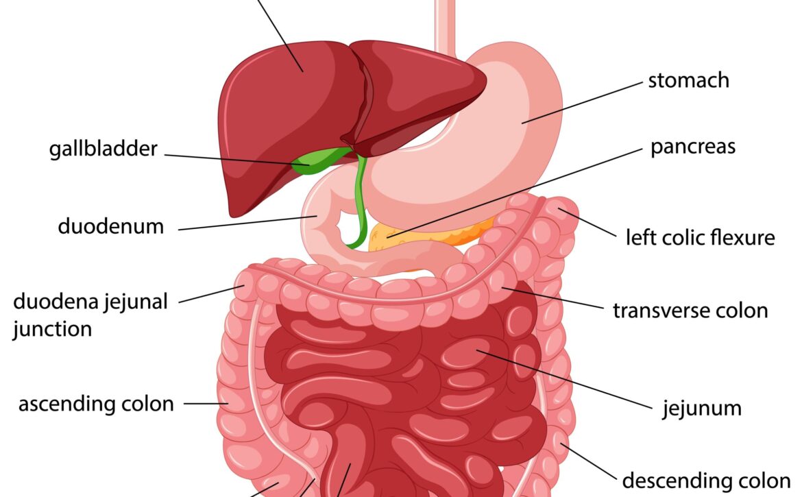 الجهاز الهضمي (1)
